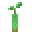 mangrove_propagule